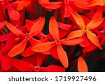 Beautiful vermillion Orange epidendrum flowers