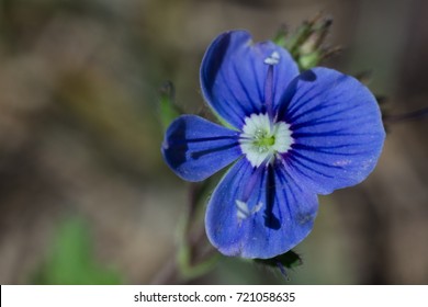 Veronica Flower 图片 库存照片和矢量图 Shutterstock