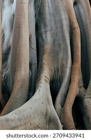 Beautiful vertical view of massive trunk with roots of banyan tree in garden.