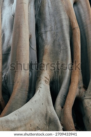 Beautiful vertical view of massive trunk with roots of banyan tree in garden.