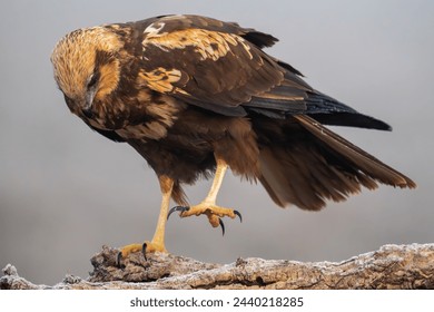 Beautiful very close portrait of a marsh harrier perched on a tree branch while raising one paw and looking towards the ground on a foggy day in Spain, Europe - Powered by Shutterstock