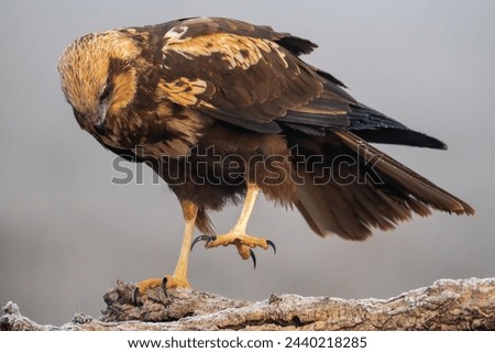 Beautiful very close portrait of a marsh harrier perched on a tree branch while raising one paw and looking towards the ground on a foggy day in Spain, Europe