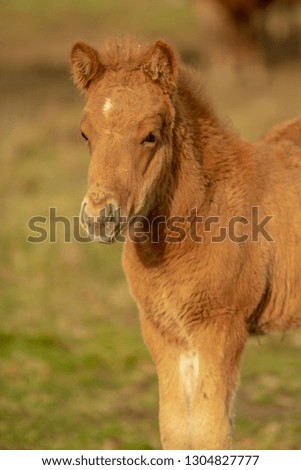 Similar – Foal I Environment Nature