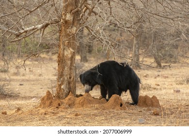 Beautiful And Very Rare Sloth Bear In The Nature Habitat In India