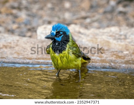 A beautiful and very wet Green Jay in a south Texas woodland on the edge of a water puddle it was bathing in.