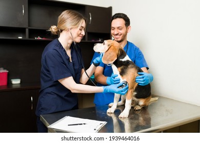 Beautiful Veterinarian Woman Examining A Beagle Pet In The Exam Room With The Help Of A Latin Man In Scrubs. Female Vet Hearing The Heartbeat Of A Dog With A Stethoscope