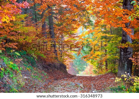 Beautiful vibrant Autumn Fall Leaves colors in forest landscape and road, horizontal