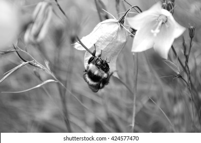 beautiful vibrant bumblebee on blue bell-flower in summer macro photo black and white