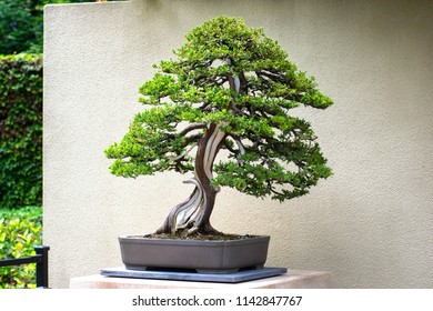 juniper bonsai tree