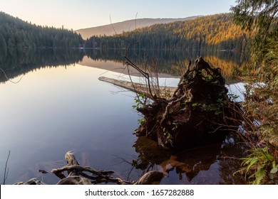 Beautiful And Vibrant Green Woods With Fresh Trees Near A Lake During Sunset. Taken In White Pine Beach, Port Moody, Vancouver, British Columbia, Canada.