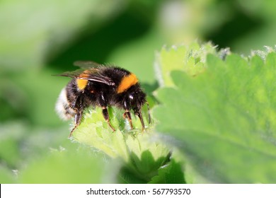 Beautiful vibrant macro close-up of a Bombus terrestris (the buff-tailed bumblebee or large earth bumblebee) on a fresh green leaf in spring in the Netherlands  - Powered by Shutterstock