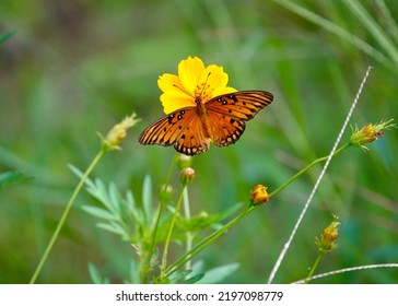                        Beautiful vibrant orange gulf fritillary butterfly on an orange wildflower in the meadow. Bright green background.         - Shutterstock ID 2197098779