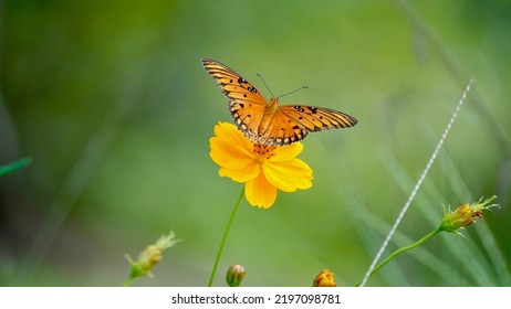                        Beautiful vibrant orange gulf fritillary butterfly on an orange wildflower in the meadow. Bright green background.         - Shutterstock ID 2197098781