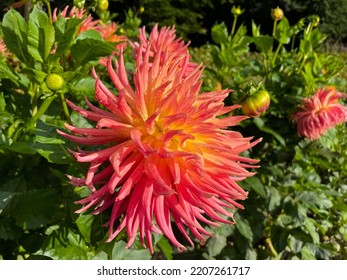 Beautiful Vibrant Orange Pink Dahlia Flowers In Summer Autumn Garden Close Up, Floral Wallpaper Background With Dahlias