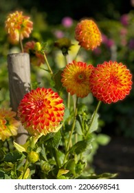 Beautiful Vibrant Orange Red Dahlia Flowers In Summer Autumn Garden Close Up, Floral Wallpaper Background With Dahlias