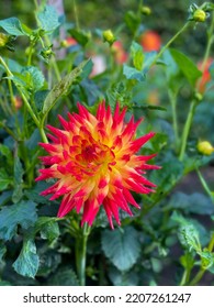 Beautiful Vibrant Orange Red Dahlia Flower In Summer Autumn Garden Close Up, Floral Wallpaper Background With Dahlia