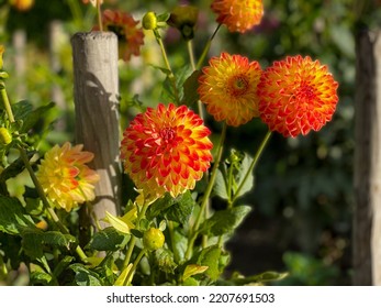 Beautiful Vibrant Orange Red Dahlia Flowers In Summer Autumn Garden Close Up, Floral Wallpaper Background With Dahlias