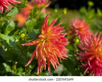 Beautiful Vibrant Orange Red Dahlia Flowers In Summer Autumn Garden Close Up, Floral Wallpaper Background With Dahlias