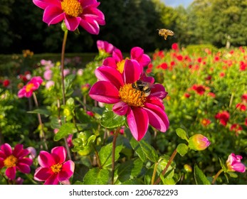 Beautiful vibrant pink simple dahlia flowers and flying bees on blooming flower bed with colorful flowers in botanical garden - Powered by Shutterstock