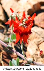 Beautiful vibrant red Sturt Desert Pea plant found in Northern Territory, Australia