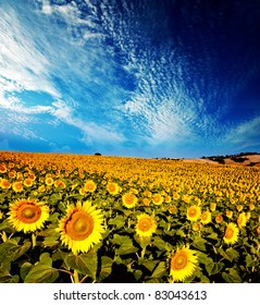 beautiful vibrant sunflowers in the soft morning light with blue sky and white clouds
