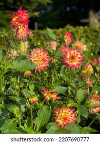 Beautiful Vibrant Yellow Red Dahlia Flowers In Summer Autumn Garden Close Up, Floral Wallpaper Background With Dahlias