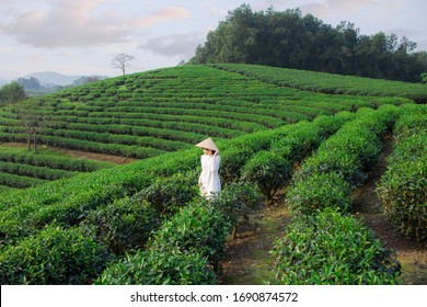 Beautiful Vietnamese girl in white traditional costume dress (Ao dai) with conical hat in green tea field