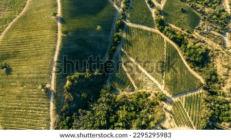 Beautiful view from above of a vineyard between the hills. The roads between them and the lines of each vineyard on the topography, become an abstract painting.