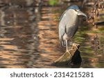 A beautiful view of an adult black-crowned night heron