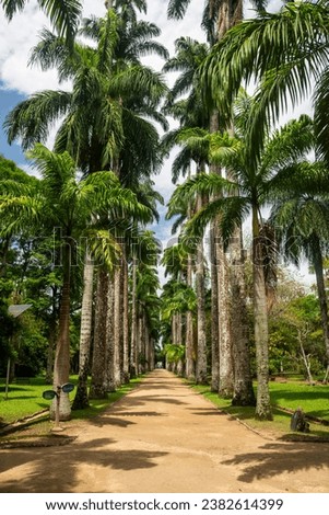 Beautiful view to alley of Imperial Palm Trees in the Botanical Garden of Rio de Janeiro, Brazil