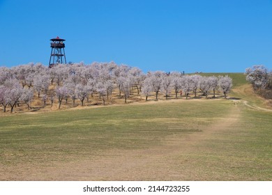 Beautiful view to almond trees in Hustopece-Czech Republic with lot of people and lookout tower on the left side.