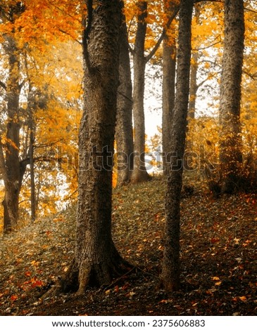 Beautiful view of autumn trees 
