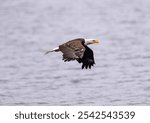 A beautiful view of a bald eagle flying over the water