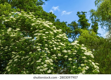 Beautiful view of blooming elder tree covered with white flower clusters against blue sky. Sweden.