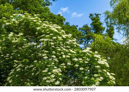 Beautiful view of blooming elder tree covered with white flower clusters against blue sky. Sweden.