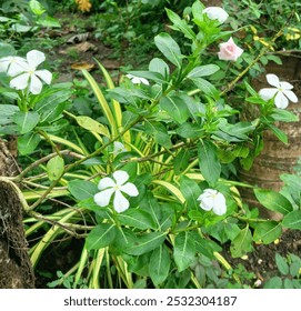 Beautiful view of a blooming white madagascar periwinkle flower green leaf plant with pink rose flower and other plant in the outdoor home. isolated on blurry greenery garden area in background. - Powered by Shutterstock