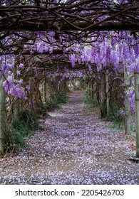 Beautiful View Of Blooming Wisteria Tunnel.