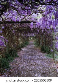 Beautiful View Of Blooming Wisteria Tunnel.