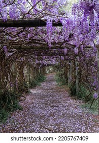 Beautiful View Of Blooming Wisteria Tunnel.