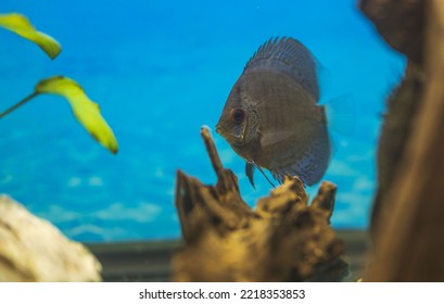 Beautiful View Of Blue Snakeskin Discus Fish Cichlid Swimming In Aquarium. Sweden.