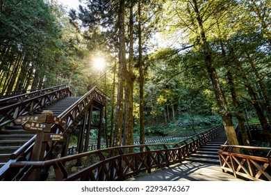 Beautiful view of boardwalk paths through the green forest at Alishan Forest Recreation Area in Chiayi, Taiwan.