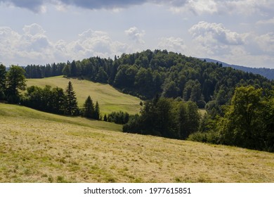 A Beautiful View Of Brown Grass With Trees Background On The Hillside