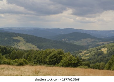 A Beautiful View Of Brown Grass With Trees Background On The Hillside