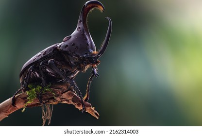 Beautiful view of Bugs Insects Closeup Oryctes nasicornis Animals