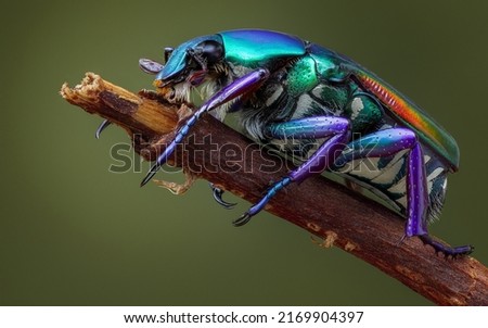 beautiful View of Bugs Insects Closeup pygora sanguineomarginata Animals