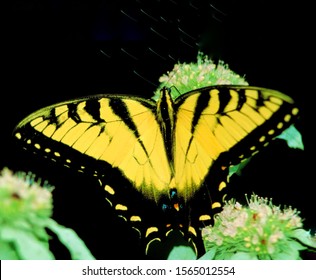 Beautiful View Of A Butterfly In Nature