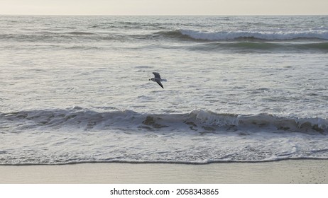 Beautiful View Of California Tijuana Ocean Beach With Seagull