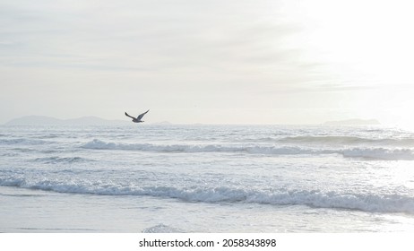 Beautiful View Of California Tijuana Ocean Beach With Seagull