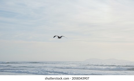 Beautiful View Of California Tijuana Ocean Beach With Seagull