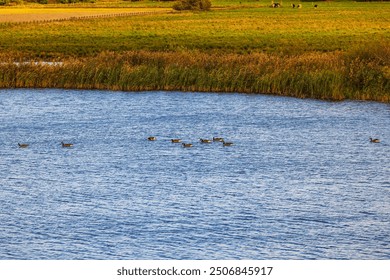 Beautiful view of calm river with ducks swimming, surrounded by tall grass and green fields in background. Sweden. - Powered by Shutterstock